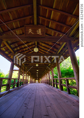 Fresh green of Tofukuji Temple 2021 Fresh green of Tofukuji Temple 2021 81248356