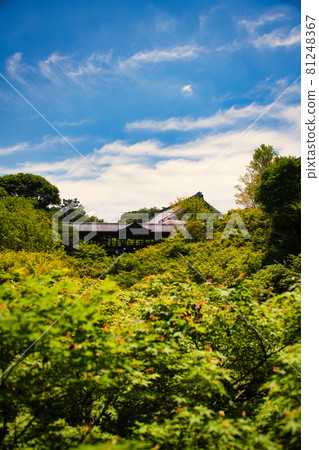 Fresh green of Tofukuji Temple 2021 81248367