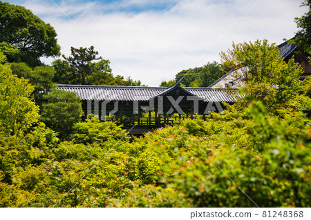 東福寺2021年的新綠 81248368