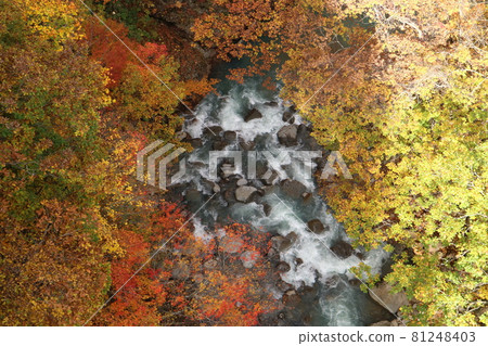 從森林橋的頂端看到的秋葉和河流 81248403