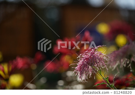 Chrysanthemum flower in full bloom Ise chrysanthemum (light pink) 81248820