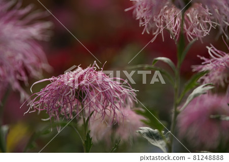 Chrysanthemum flower in full bloom Ise chrysanthemum (light pink) Chrysanthemum flower in full bloom Ise chrysanthemum (light pink) 81248888