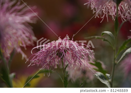 Chrysanthemum flower in full bloom Ise chrysanthemum (light pink) Chrysanthemum flower in full bloom Ise chrysanthemum (light pink) 81248889