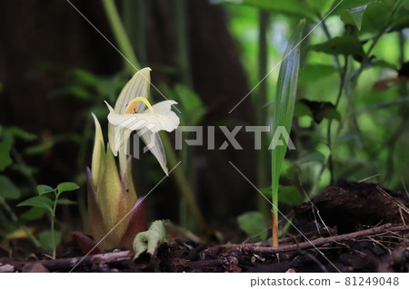 Japanese ginger growing from the ground Japanese ginger growing from the ground 81249048
