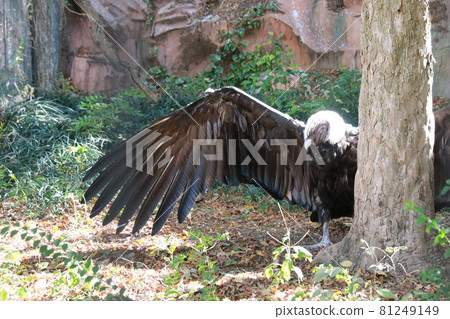 Condor at Tennoji Zoo 81249149