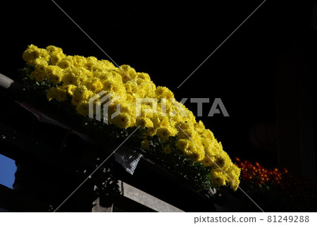 Chrysanthemum flower cliff work in full bloom (yellow) 81249288