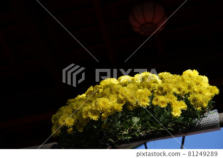 Chrysanthemum flower cliff work in full bloom (yellow) Chrysanthemum flower cliff work in full bloom (yellow) 81249289