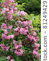 Pink Weigela flowers blooming on Mt. Madarao 81249429