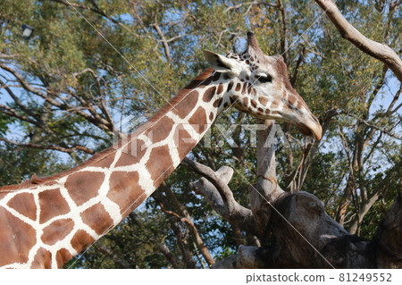 Giraffe of Tennoji Zoo 81249552