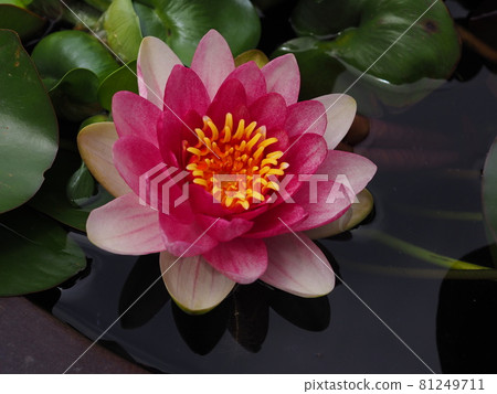 Himesuiren Himesuiren 81249711