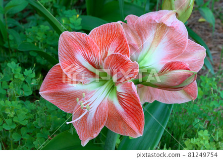 Amaryllis Minerva 81249754