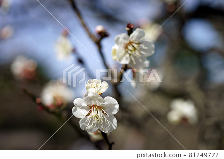 初春梅花盛開的金澤旅遊勝地兼六園 81249772