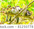 Long-tailed tit chicks gather in a dumpling shape 81250778