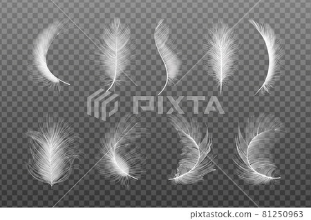 Set of flying realistic vector goose or chicken white feathers of various shapes 81250963