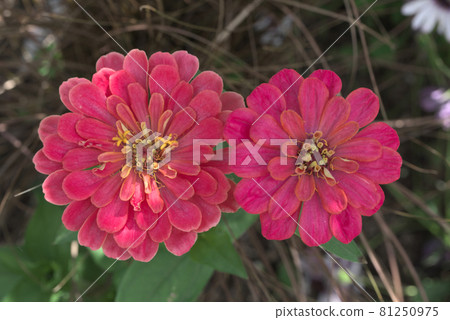 Pink zinnia blooming side by side Pink zinnia blooming side by side 81250975