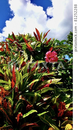 Miyakojima, Okinawa Prefecture Croton tree and hibiscus flower 81252288