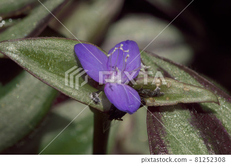 Inchplant zebrina 81252308