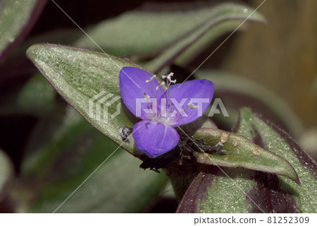 Inchplant zebrina Inchplant zebrina 81252309