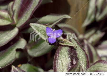 Inchplant zebrina Inchplant zebrina 81252312