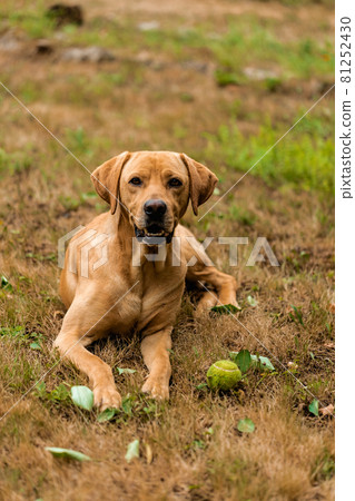 Hungarian hound pointer vizsla dog is lying in the grass with his ball. 81252430