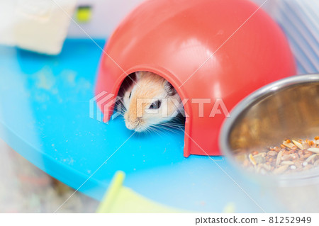 The red domestic mouse gerbil sits in the cage in a red plastic lodge The red domestic mouse gerbil sits in the cage in a red plastic lodge 81252949