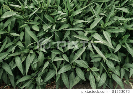 Wild herbs texture - High resolution resource Wild herbs texture - High resolution resource 81253073