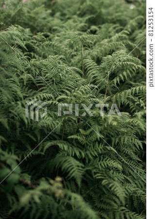 Wild ferns forest in Galicia, Spain 81253154