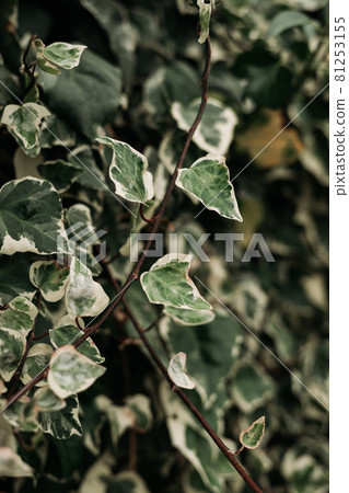detail of wild climbing plants detail of wild climbing plants 81253155
