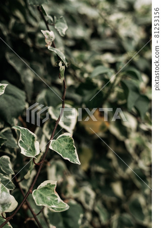 detail of wild climbing plants 81253156