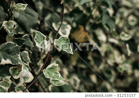 detail of wild climbing plants detail of wild climbing plants 81253157