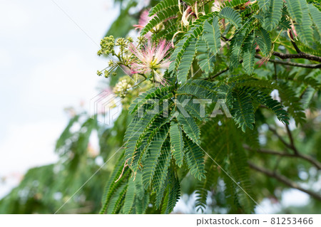 合歡花 七月 照片素材 圖片 圖庫