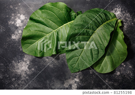 Fresh tobacco leaves (Nicotiana tabacum foliage) atop black concrete backdrop, copy space, top view Fresh tobacco leaves (Nicotiana tabacum foliage) atop black concrete backdrop, copy space, top view 81255198