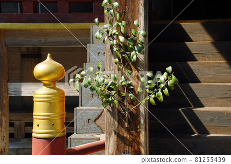 Hiyoshi Shrine Hiyoshi Sanno Festival Higashihongu Main Hall Sakamoto, Otsu City, Shiga Prefecture Hiyoshi Shrine Hiyoshi Sanno Festival Higashihongu Main Hall Sakamoto, Otsu City, Shiga Prefecture 81255439