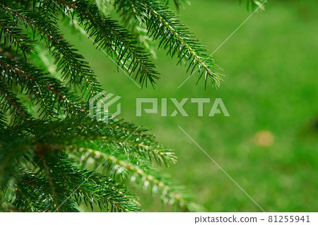 A branch of a green spruce in close-up.Selective focus. Copy space A branch of a green spruce in close-up.Selective focus. Copy space 81255941