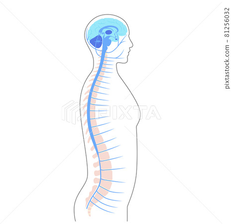 Spinal cord anatomy 81256032