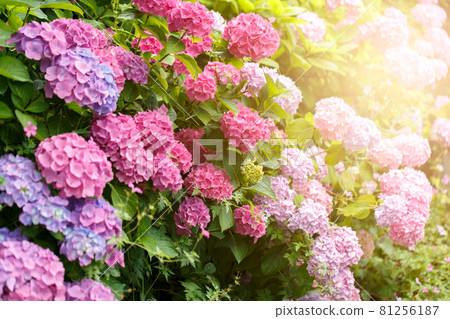 Bush of blooming pink Hydrangea 81256187