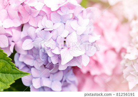 Bush of blooming pink Hydrangea Bush of blooming pink Hydrangea 81256191