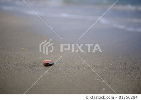 Sandy beach with seashells Sandy beach with seashells 81256284
