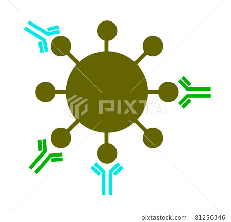 Cells that prevent coronavirus infection 81256346