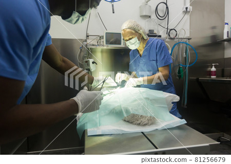 Veterinarian and assistant doing operation for dog Veterinarian and assistant doing operation for dog 81256679