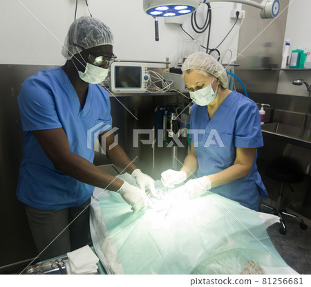 Veterinarians during operation in a veterinary clinic 81256681