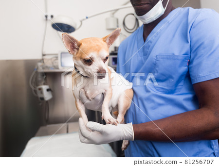 Man veterinarian holding a small dog in a veterinary clinic 81256707
