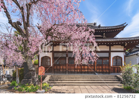 [Nishi-nippori, Tokyo] Weeping cherry blossoms bloom at Seiun Zen-ji Temple, which enshrines Ebisu, the seven gods of good fortune in Yanaka. 81256732