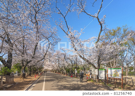 [Yanaka, Tokyo] A guide map on the road of Yanaka Cemetery covered with cherry blossoms in Yoshino cherry tree in full bloom. 81256740