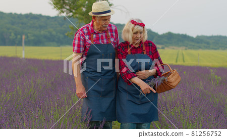 Senior man woman grandfather grandmother farmers gathering lavender flowers on summer field garden Senior man woman grandfather grandmother farmers gathering lavender flowers on summer field garden 81256752