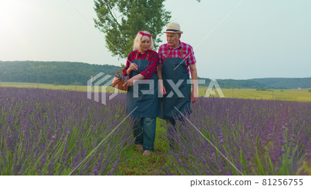 Senior old grandmother grandfather farmers growing lavender in blooming field of lavender flowers Senior old grandmother grandfather farmers growing lavender in blooming field of lavender flowers 81256755