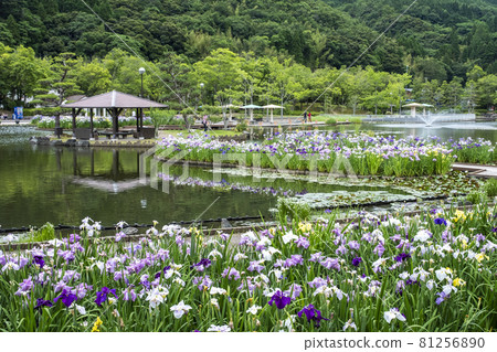 Hanashobu in Ayameike Park (Tottori Prefecture) 81256890
