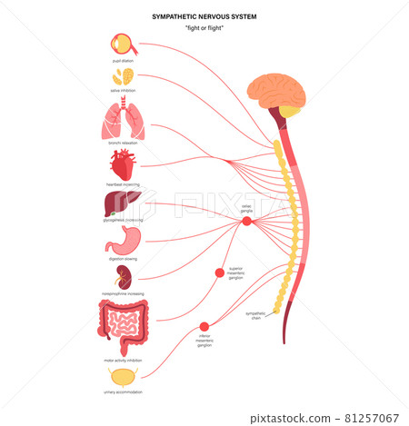 Symphathetic nervous system Symphathetic nervous system 81257067