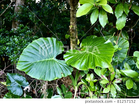 Miyakojima, Okinawa Prefecture Alocasia leaves seen in the early morning forest Miyakojima, Okinawa Prefecture Alocasia leaves seen in the early morning forest 81257152