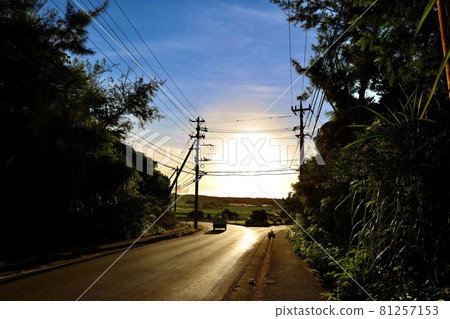 Miyakojima, Okinawa Prefecture Light tiger heading for sunrise and fields 81257153